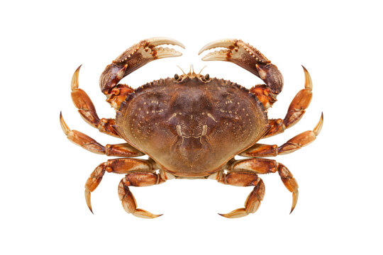 Dungeness crab viewed from above, showing detailed carapace, claws, and natural anatomy, isolated on a clean white background for seafood, marine life, culinary, and biological concepts.
