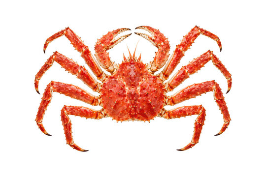 Red king crab viewed from above, whole spiny crustacean with extended legs and claws isolated on a clean white background.