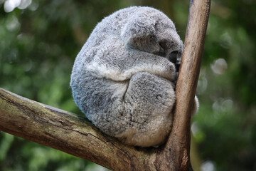 Sleeping koala (Phascolarctos cinereus) curled up and resting in the fork of a eucalyptus tree, showing the distinctive grey fur of this iconic Australian marsupial. © Hewes Wild Australia