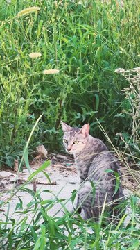 lonely  stray cat in the grass field
