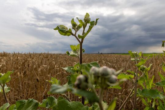 Green weed burdock against wheat field background, harvesting