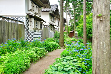二宮家の庭に咲くアジサイと蔵の風景（新潟県聖籠町） © UI_forever