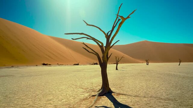 Dead Acacia Tree Standing in Deadvlei Clay Pan in Namibia Desert
