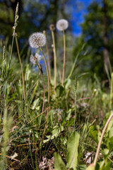 White dandelion on green meadow grass background, taraxacum officinale © rsooll