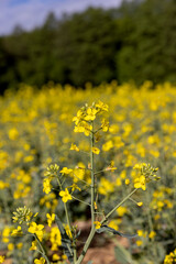 Fototapeta premium rapeseed field during flowering, cloudy sky