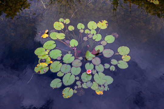 Lily Pad Flower in presented in a natural scene in an outdoor setting, in a natural environment, under daylight, with a natural mood, suitable for wildlife, conservation, and nature education content.