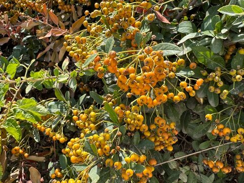 Pyracantha firethorn bush with bright yellow berries background