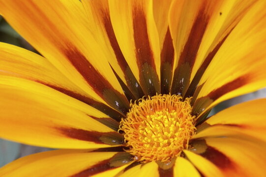 Gerbera Amarilla