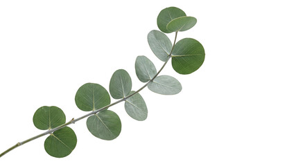 Obraz premium Green Eucalyptus Leaf Branch Isolated on White Background for Floral Design Projects, isolated on transparent background