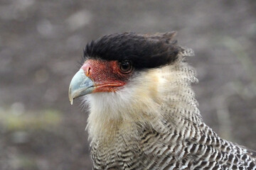 Caracara huppé (Caracara plancus) près du village d'El Chalten en Patagonie argentine © Laurent JAMIN
