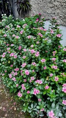 Naklejka premium Catharanthus roseus plant and flower closeup photos 
