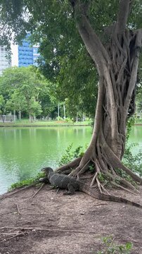 A large green iguana rests near a lake, surrounded by lush trees and urban buildings in the background. The scene captures a blend of nature and city life.