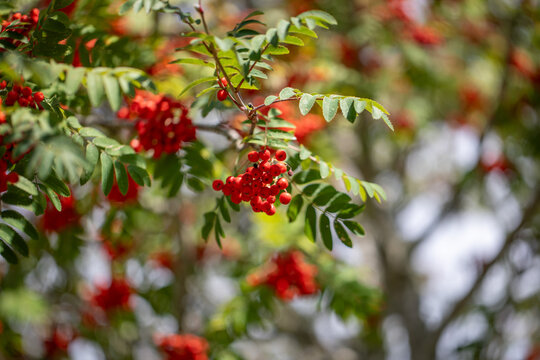rowan berries