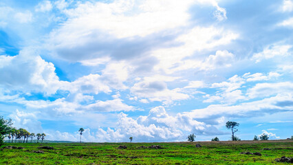 Vast green field stretches under a wide, bright blue sky. Fluffy white clouds drift lazily across the horizon. Sparse trees dot the landscape, adding depth and character. Open space feels peaceful © EpafrasJibrael