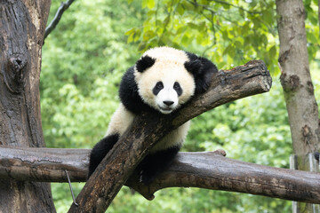 Obraz premium Young Giant Panda Resting on a Wooden Tree Branch Structure
