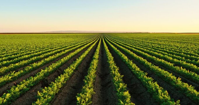 Agricultural carrot field with green cultivated plants extending to the horizon