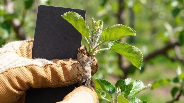 Gardener in gloves holding card near grafted apple tree branch with young green leaves. Tree grafting with budding tape in spring garden.