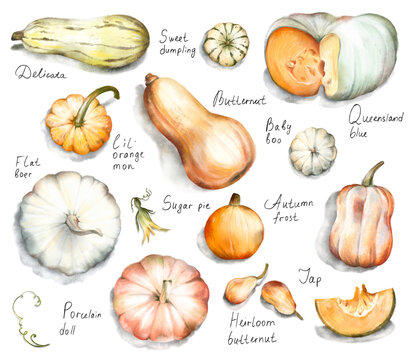 Watercolor hand drawn set of different pumpkin varieties with handwritten sort names, soft shadows, elements isolated on white background. Rustic autumn harvest clipart for Thanksgiving, fall decor