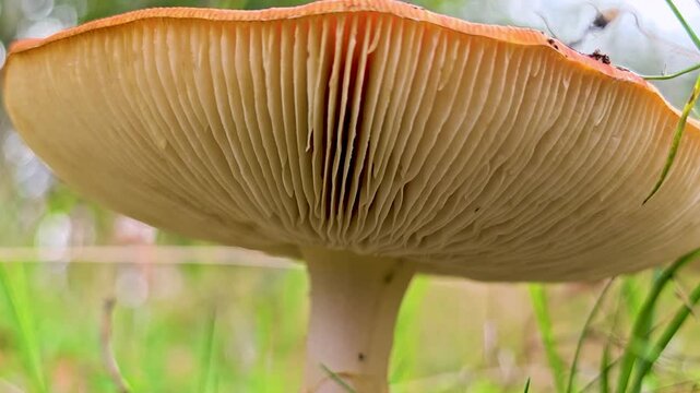 A close up of a mushroom growing in a grassy area, perfect for nature and outdoors themed projects