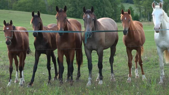 Horses standing calmly in a straight line inside a fenced pasture while gently moving their tails in steady outdoor daylight conditions