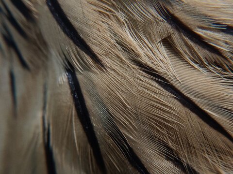 The primary functions of bird feathers are to enable flight, maintain body warmth, provide protection against the elements or injury, and serve as a means of communication to attract a mate.