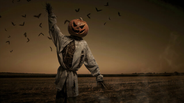 Scarecrow with a carved pumpkin head standing in a field with flying bats at sunset with wearing carved jack lantern head stands