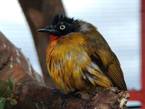 The primary functions of bird feathers are to enable flight, maintain body warmth, provide protection against the elements or injury, and serve as a means of communication to attract a mate.