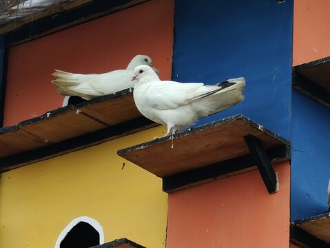 The primary functions of bird feathers are to enable flight, maintain body warmth, provide protection against the elements or injury, and serve as a means of communication to attract a mate.