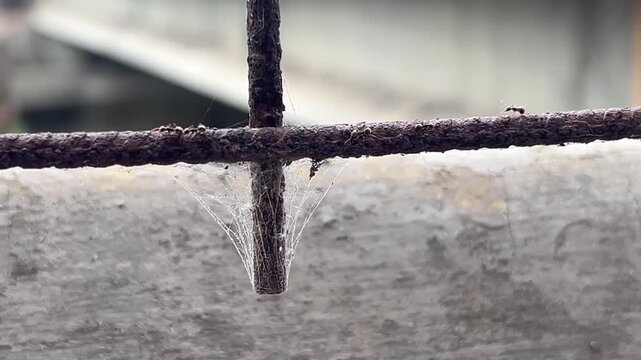 Macro footage of ants walking on rusty iron rebar with delicate spider web.