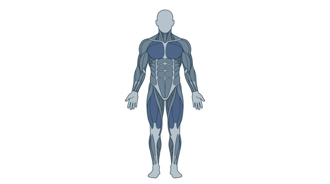 Flat vector illustration of the human male muscular system showing anatomy with highlighted muscle groups including pectorals, abdominals, deltoids, and quadriceps on a white background.