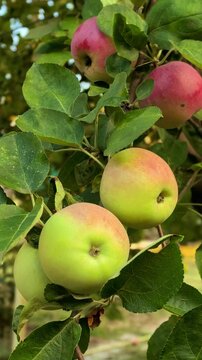 Ripe apples grow on an apple tree branch in a summer orchard, fresh seasonal fruit, organic harvest, natural food and garden cultivation.
