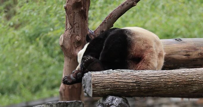 Giant panda sleeping on a tree ,Chengdu,China