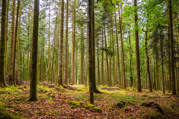 Fototapeta premium Forêt du Morvan