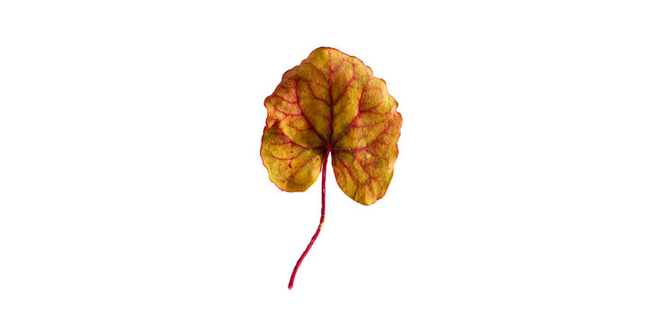 Macro cutout of a miniature yellow autumn leaf showing intricate red capillary veins and a long stem, botanical element with a delicate transitioning fall leaf on a transparent background