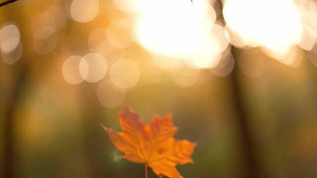 Autumn Maple Leaf Falling Against Sunlit Bokeh - A single vibrant orange maple leaf is captured in mid-air, falling gently in the soft golden light of an autumn afternoon.