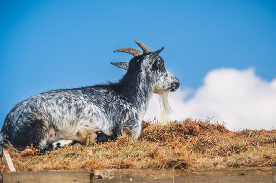 A black and white goat is relaxing in a traditional farmyard