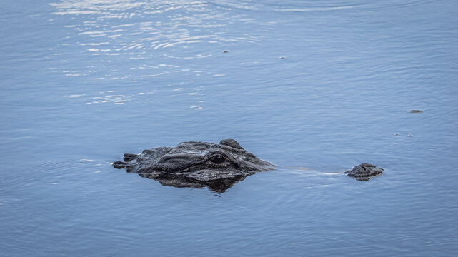 Alligator in Myakka River State Park in Sarasota Florida USA