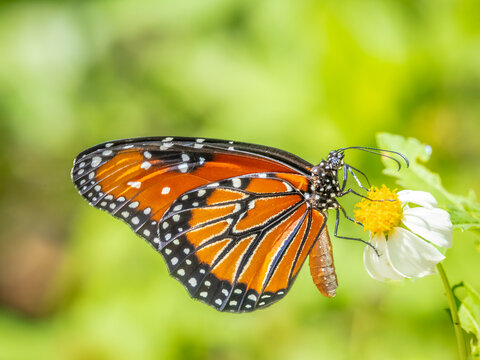 Queen Butterfly aganist a light green blurred background in southwestern Florida USA