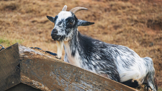 A black and white domestic goat rests on a wooden platform on a farm