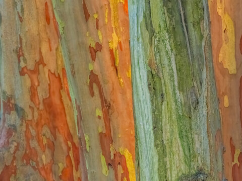 Colorful vertical abstract stripes on wooden tree trunk in northern Georgia USA