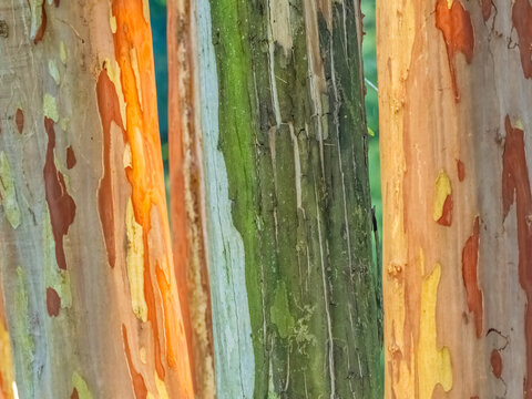 Colorful vertical abstract stripes on wooden tree trunk in northern Georgia USA