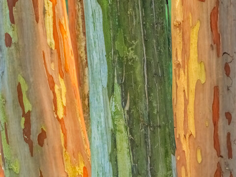 Colorful vertical abstract stripes on wooden tree trunk in northern Georgia USA