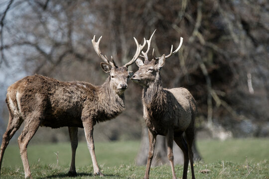 Pair of red deer stags 