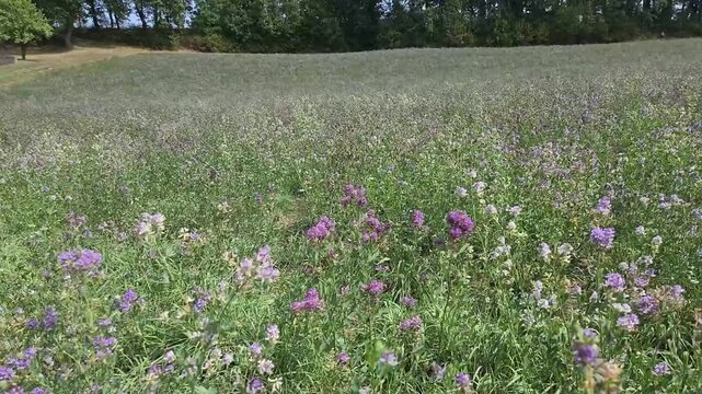 Champ de prairie fourrag&egrave;re en fleurs avec herbe, tr&egrave;fle et luzerne sous un ciel bleu