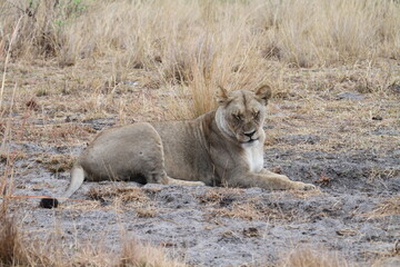 Lioness resting alone in sparse grass, distant view © WildinAfrica