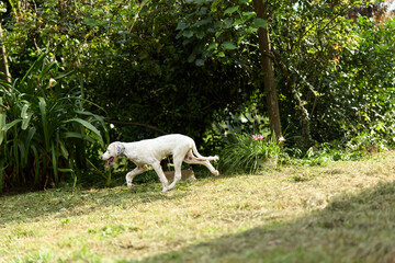 Fototapeta premium A white dog runs fast across green grass in a bright garden. Happy pet enjoys sunny day outdoors. Concept of joyful animal activity and freedom in nature.