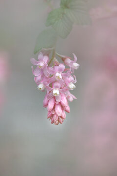Flowering Currant