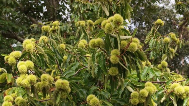Green sweet chestnuts on tree swaying gently in summer breeze