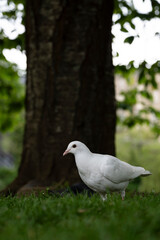 Obraz premium Dove of peace