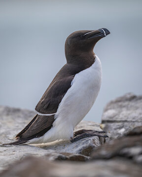 Razorbill